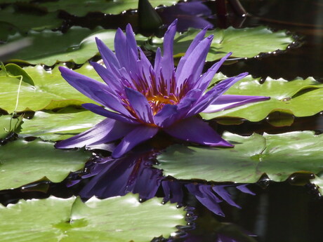 Purple Waterlily