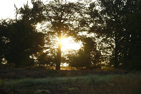 Achter de bomen