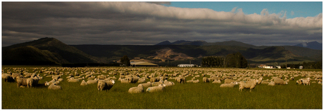 Sheeps and even more sheeps