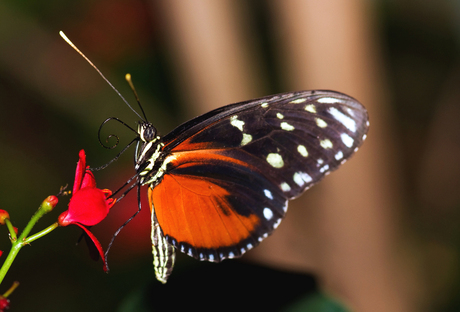 Heliconius hecale