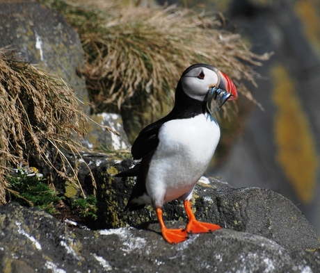 puffin kleintjes voeren