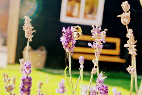 Hommel op lavendel