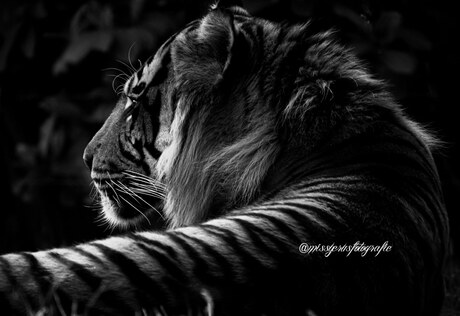 Black-white tiger
