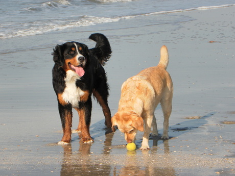 Sam en Luna op het strand