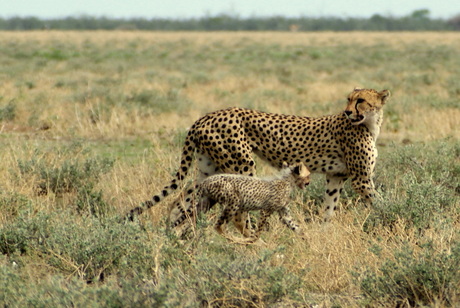 Cheetah met welp
