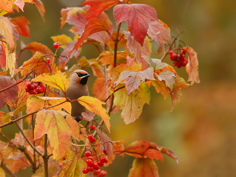 Pestvogel in herfstkleuren.