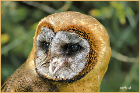 Kerk uil (Close up) _DSC2931