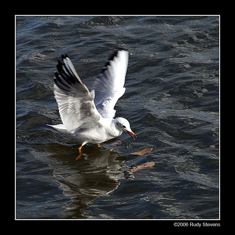 Meeuw op de maas I