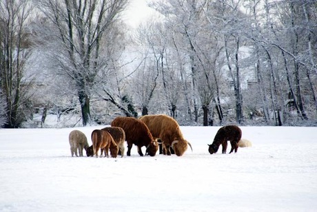 Wintersfeer in Terheijden Nederland