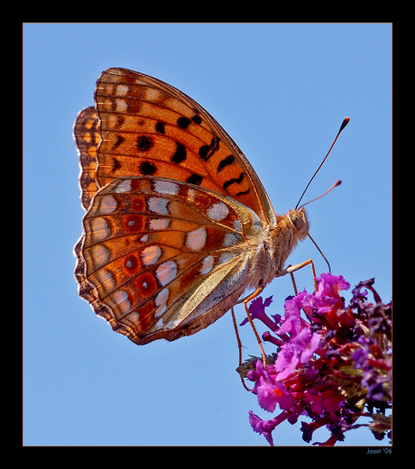 Fabriciana Adippe