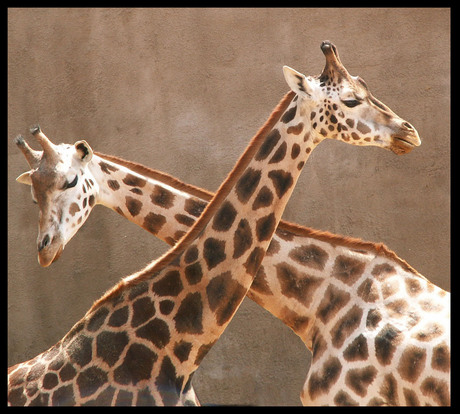 Giraffes