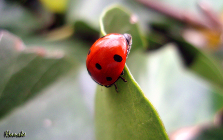 Lief beesje