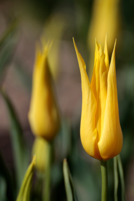 Gele tulpen