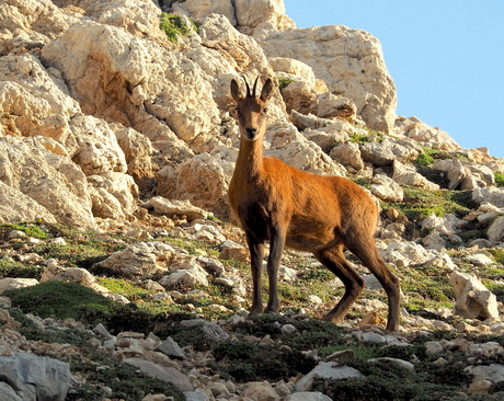 Spaanse Gems - Picos de Europa