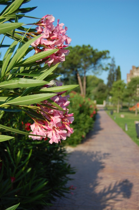 Flowers in Lazise