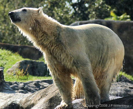 Polar Bear