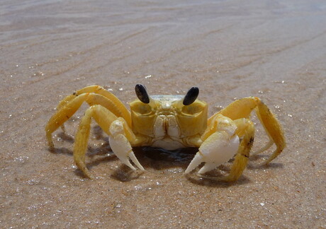 crab