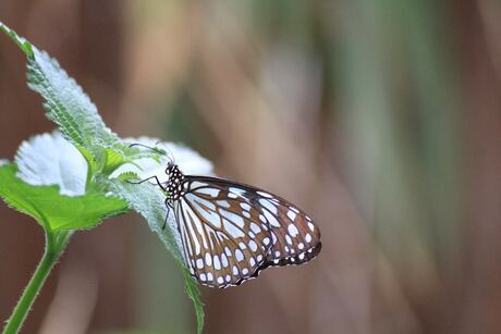 Butterfly 1