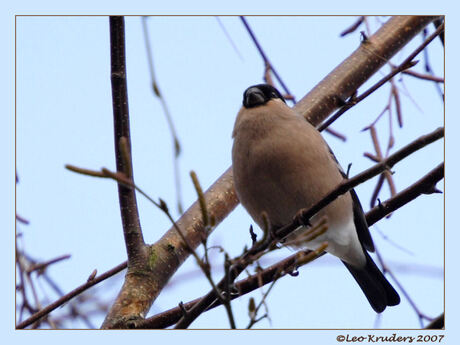 Goudvink, pop(vrouwtje
