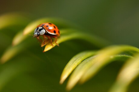 Op de wilde plantenzee