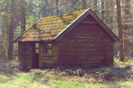 Cabin in the Wood