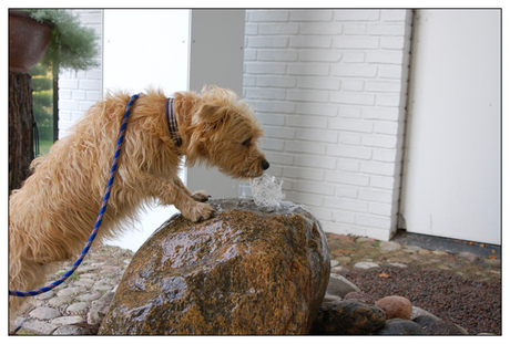 Hond met dorst