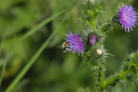 Hommel op distel