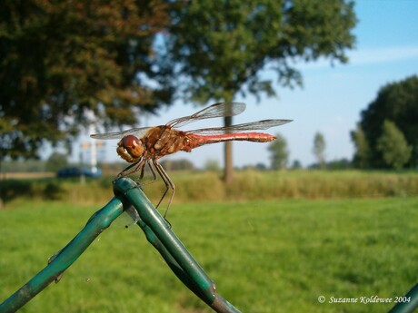 Libelle really close