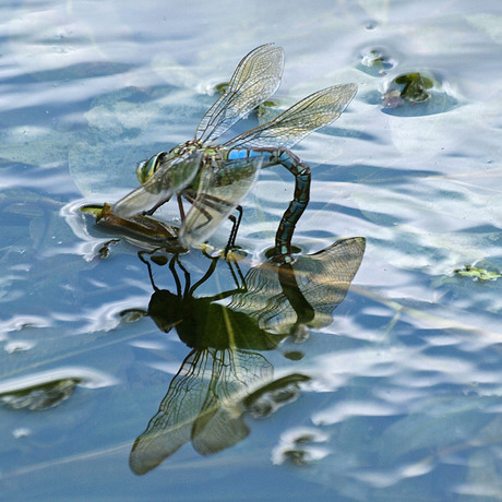 Libelle op het water