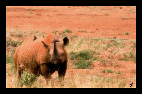 Zwarte neushoorn