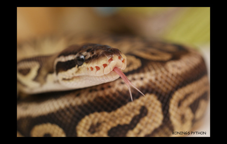 portret van een python