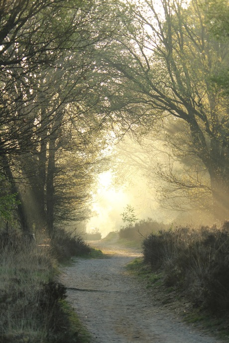 's Morgensvroeg @ Meinweg