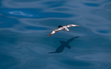 Cape petrel