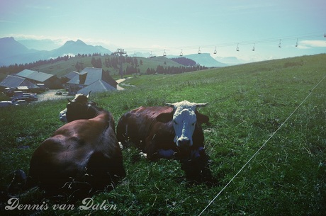 Alpen koeien