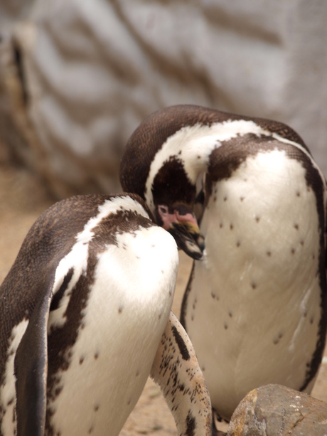 Penguin Love