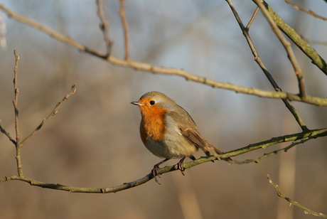 Roodborstje in natuurgebied de Wieden