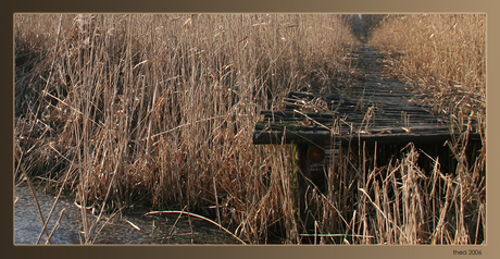 Steiger in het riet