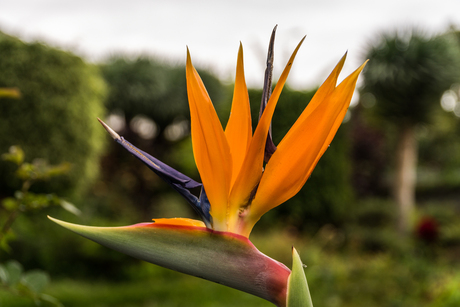 Paradijsvogel bloem Madeira