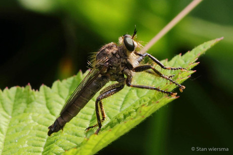 Rhagio vitripennis