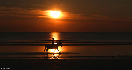 Sunset Horse