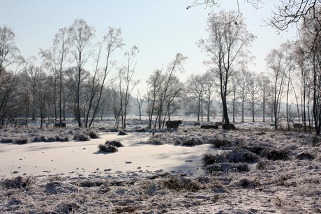 Schotse Hooglanders