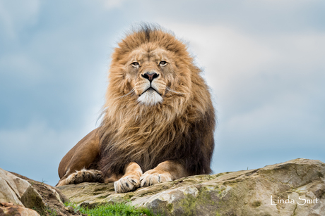Een trotse leeuw
