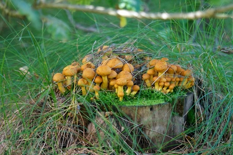 Paddestoelen op stam