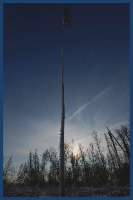 Riet in de Biesbos