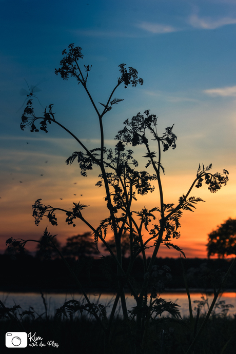 Fluitekruid bij ondergaande zon