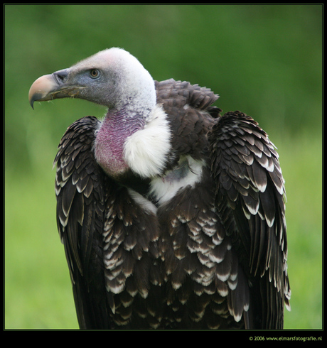 Roofvogeltje