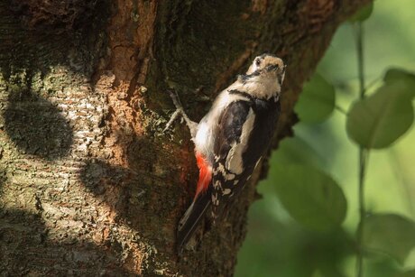 Vogels in de tuin