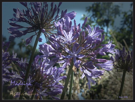 Bloemen Madeira