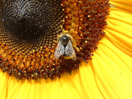 Bij op zonnebloem