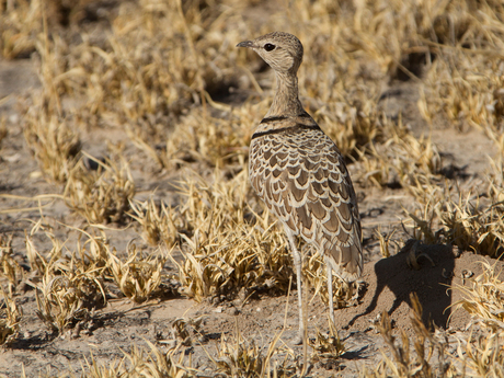 Two banded Courser Botswana